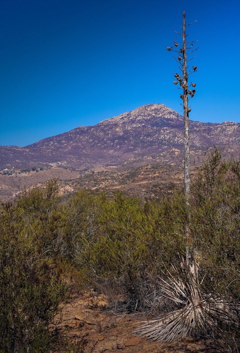 A dead yucca stalk rises above dense chaparral scrub, with the granite peak of Otay Mountain behind under a deep blue sky.