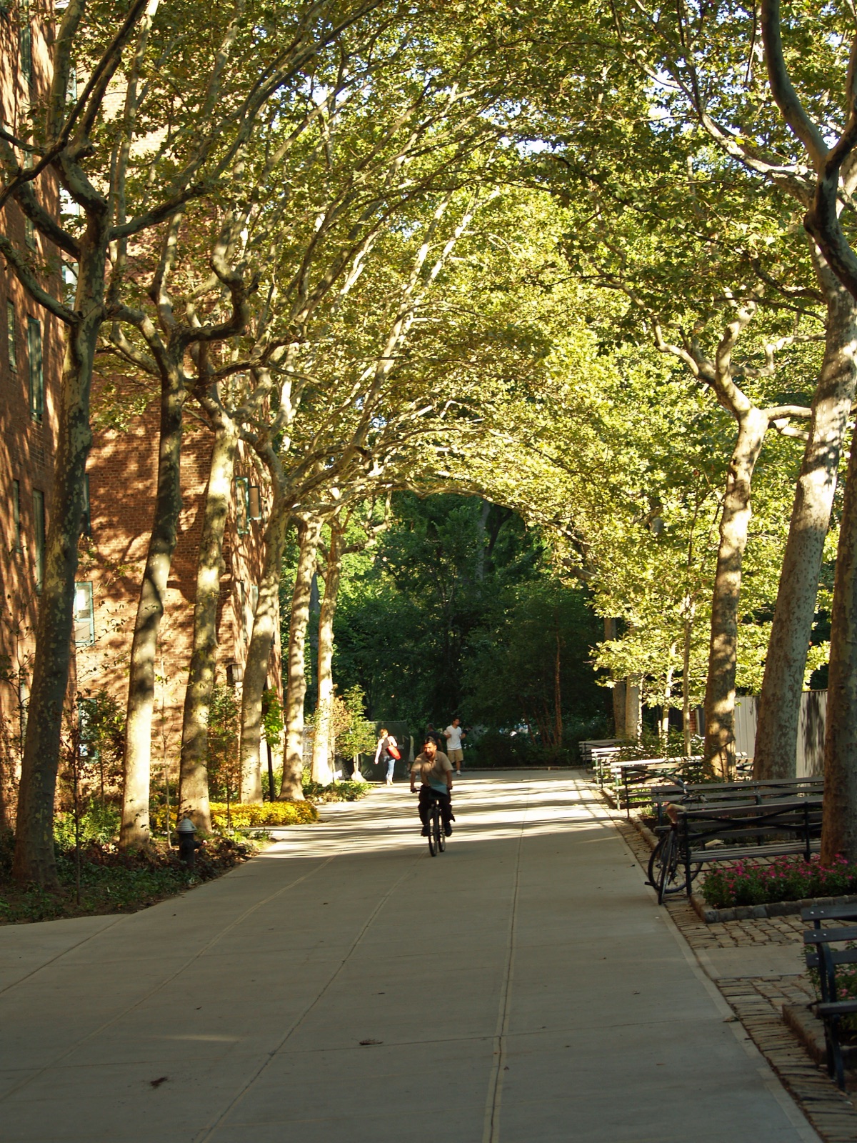 A sunlit path through Stuyvesant Town runs beneath an arching canopy of plane trees, with a cyclist riding down the center and pedestrians and benches along the sides; a brick apartment building is visible at left.